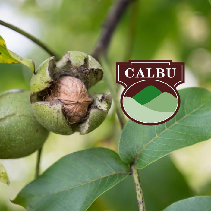 Calbu Walnutmarket Update 1 - Walnussmarkt:</br>Update Chile Mai 2026