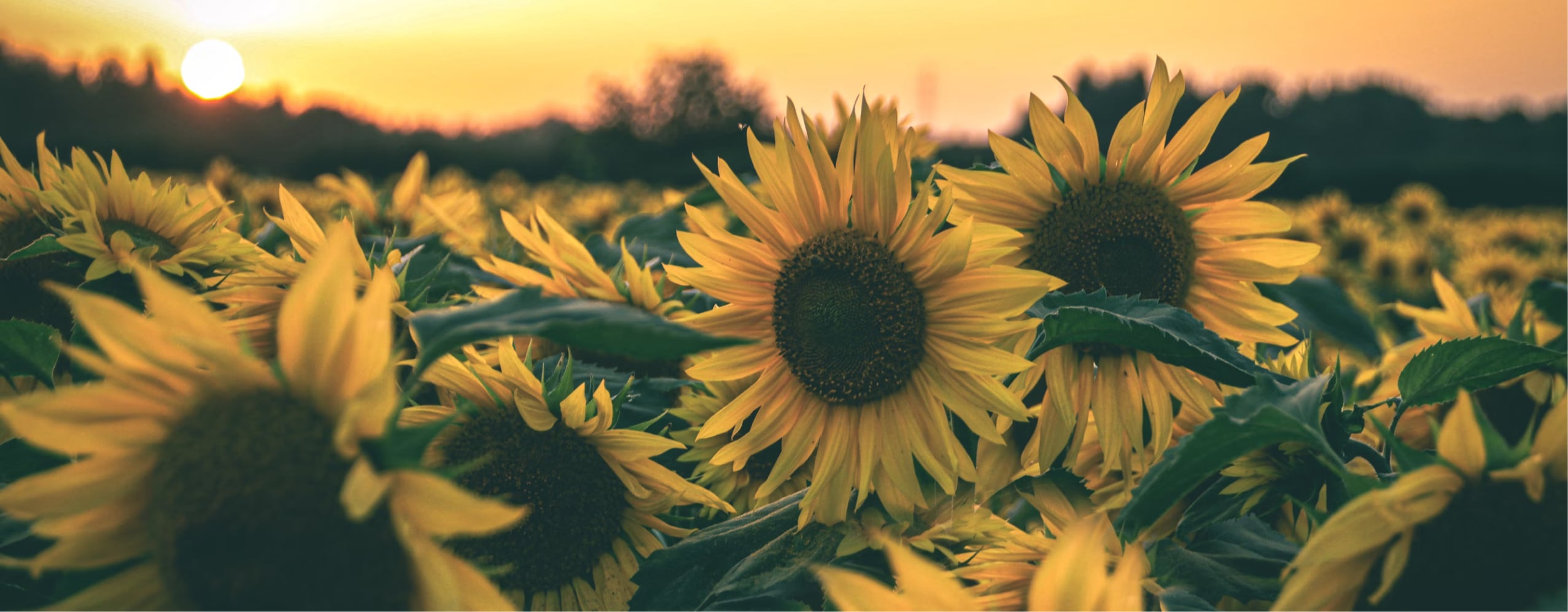 Sonnenblumenfeld - Butter Buds® non-dairy concentrates aus Sonnenblumenöl
