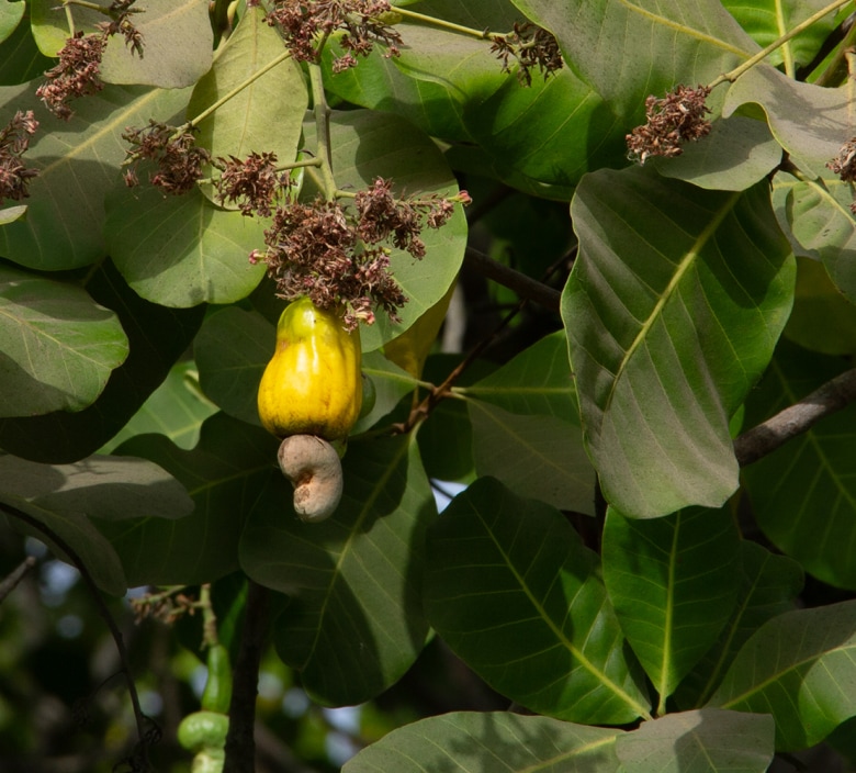 fresh cashew on the tree