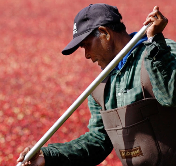 Farmer in the Bog